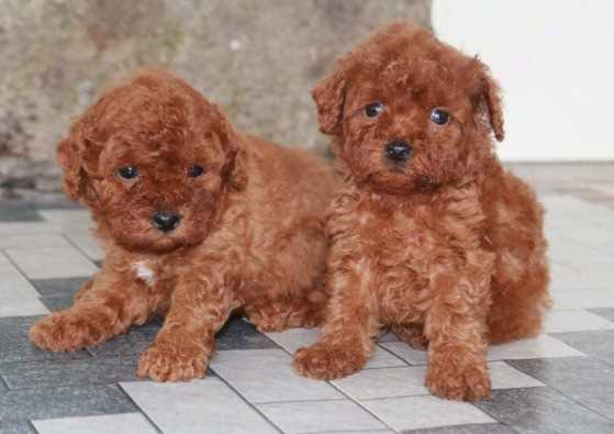 Poodle For Sale In Gangtok