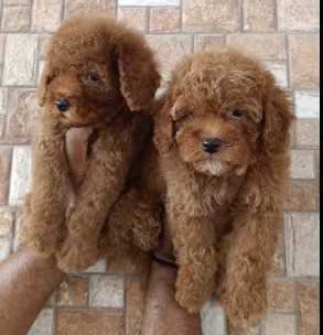 Poodle For Sale In Gangtok