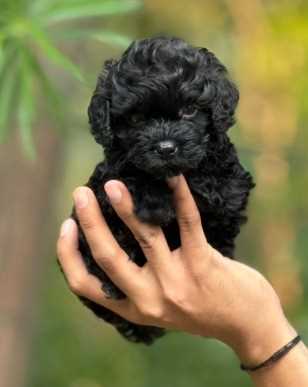Poodle For Sale In Gangtok
