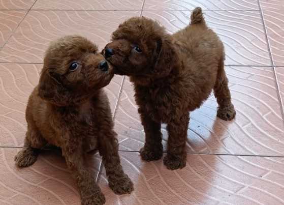 Poodle For Sale In Gangtok