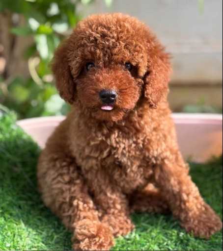 Poodle For Sale In Gangtok