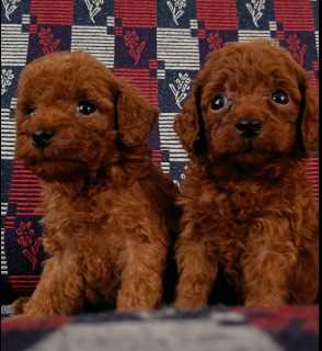Poodle For Sale In Gangtok