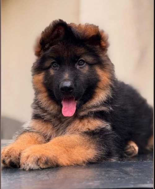 German Shepherd For Sale In Kanyakumari