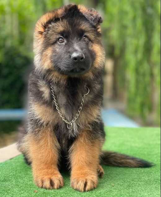 German Shepherd For Sale In Kanyakumari