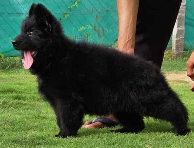 Z Black German Shepherd