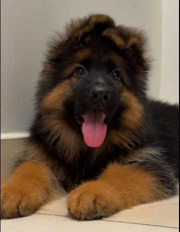 German Shepherd For Sale In Kanyakumari