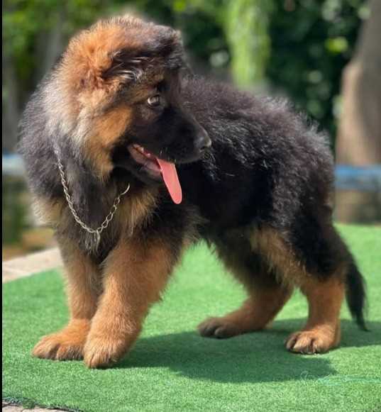 German Shepherd For Sale In Kanyakumari