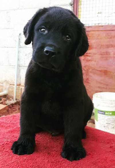 Labrador Retriever For Sale In Ratnagiri