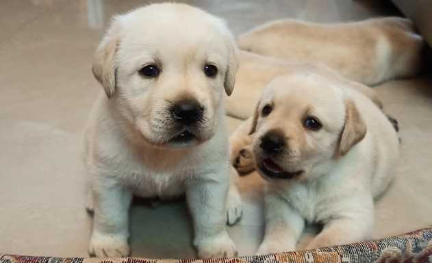 Labrador Retriever For Sale In Ratnagiri