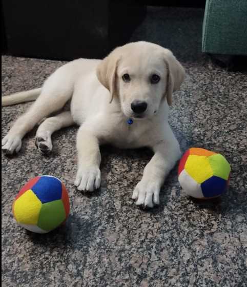 Labrador Retriever For Sale In Ratnagiri