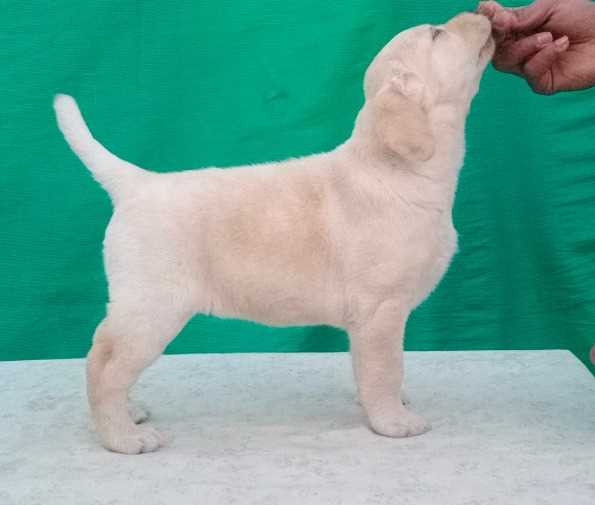 Labrador Retriever For Sale In Ratnagiri