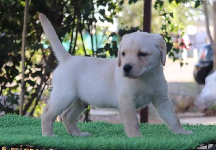 Labrador Retriever For Sale In Ratnagiri