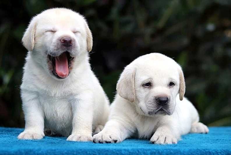 Labrador Retriever For Sale In Ratnagiri