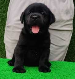 Labrador Retriever For Sale In Ratnagiri