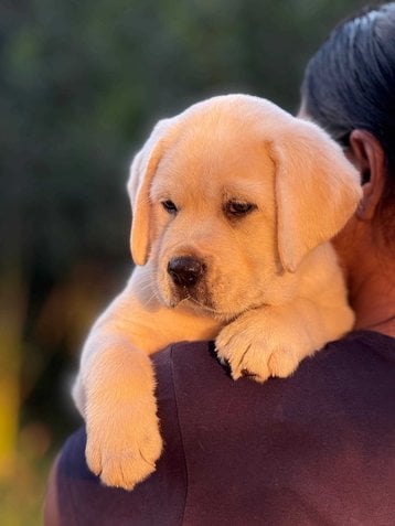 Labrador Retriever For Sale In Ratnagiri