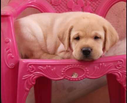 Labrador Retriever For Sale In Ratnagiri