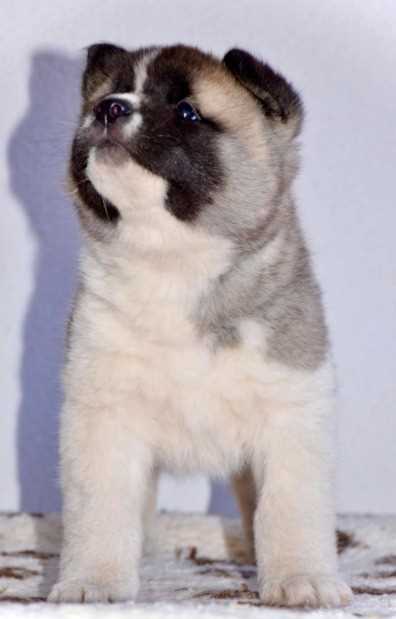 Akita For Sale In Pune
