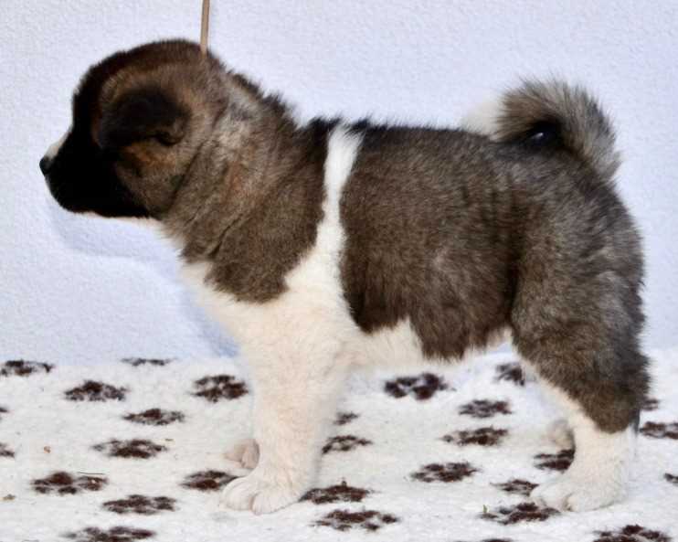 Akita For Sale In Pune
