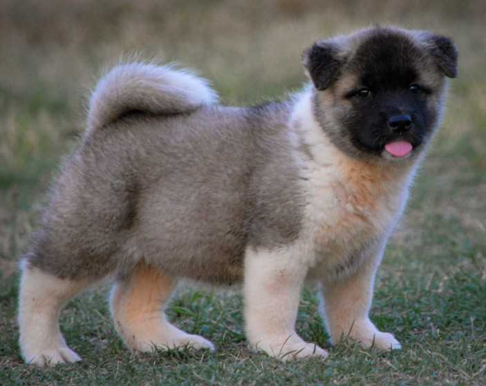 Basic Quality Akita