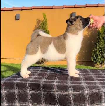 Getting a Akita