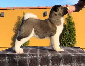 Champion Bloodline Akita