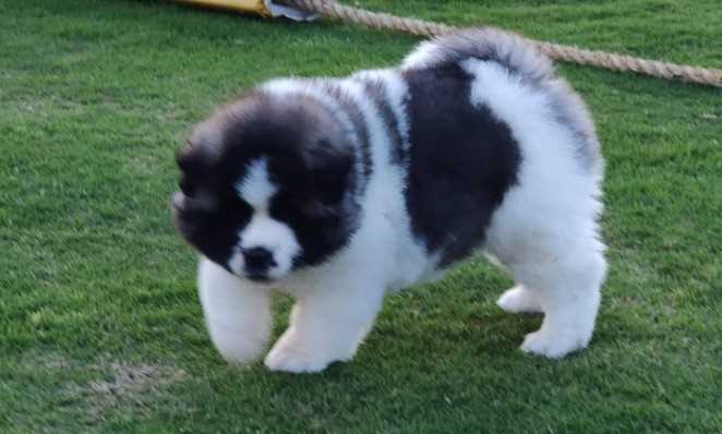 Akita For Sale In Pune
