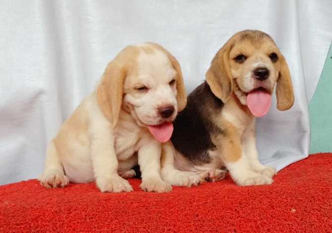 Beagle For Sale In Ujjain