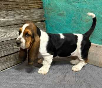 Basic Quality Basset Hound