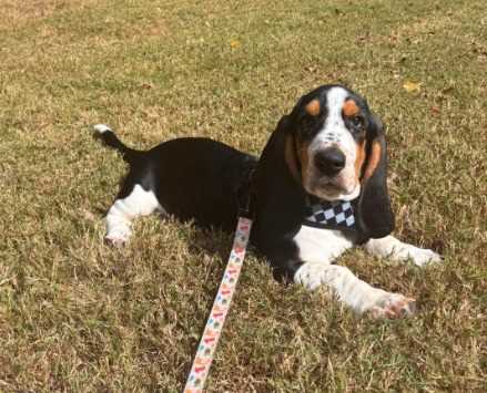 Basset Hound For Sale In Bangalore