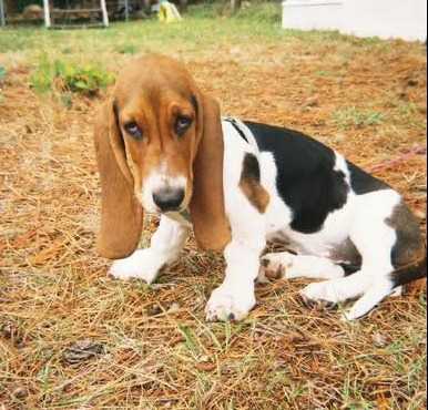 Basset Hound For Sale In Bangalore