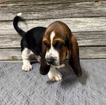 Basset Hound For Sale In Bangalore