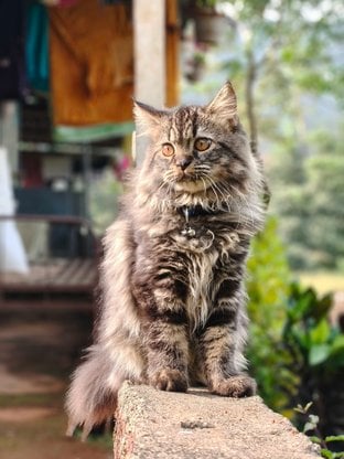 Show Quality Indian Standard Maine Coon Cat