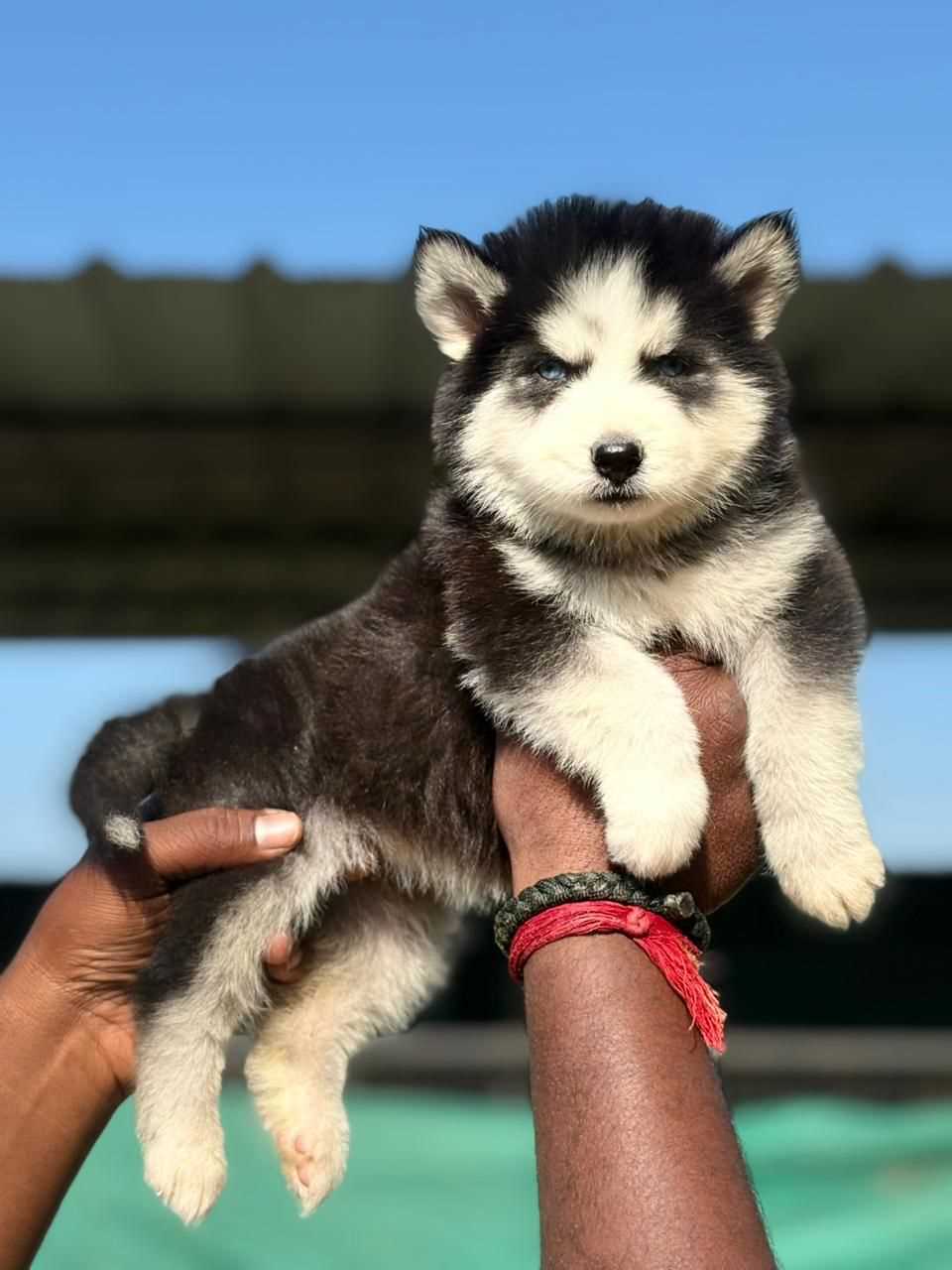 Siberian Husky For Sale In Ajmer