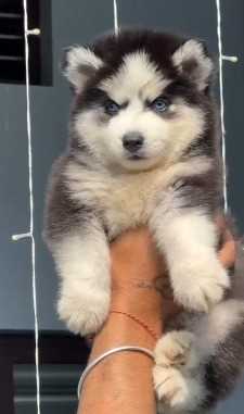 Siberian Husky For Sale In Ajmer