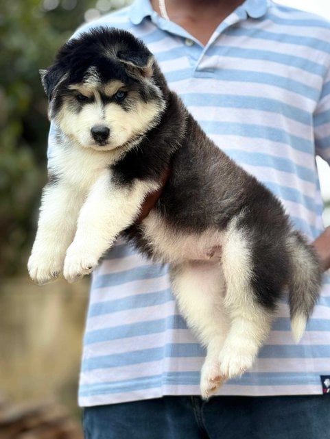 Siberian Husky For Sale In Ajmer