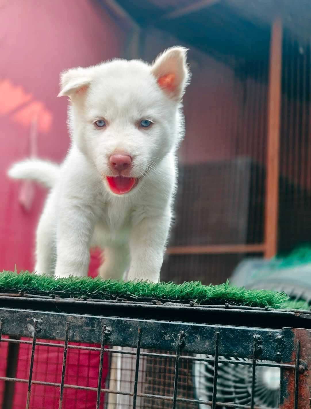 Siberian Husky For Sale In Ajmer
