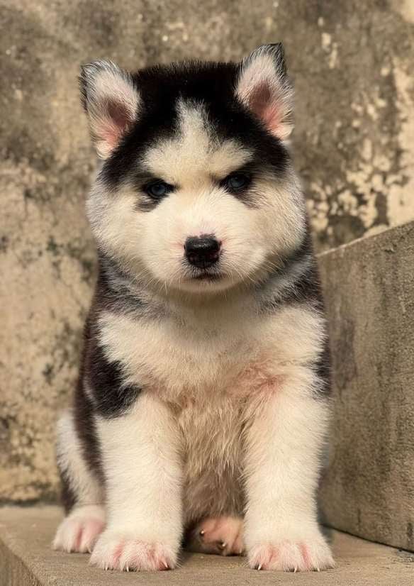 Siberian Husky For Sale In Ajmer