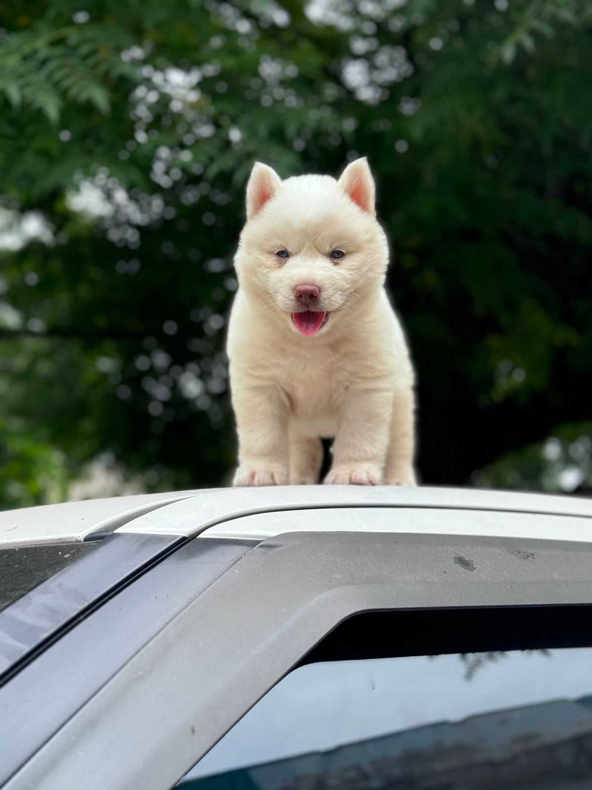 Siberian Husky For Sale In Ajmer