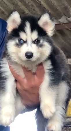 Siberian Husky For Sale In Varanasi