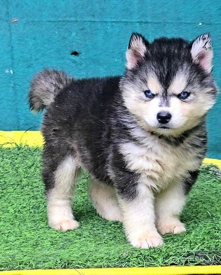 Siberian Husky For Sale In Varanasi
