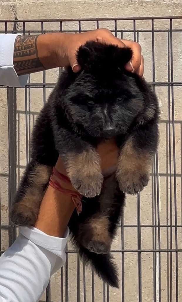 German Shepherd For Sale In Bhagalpur