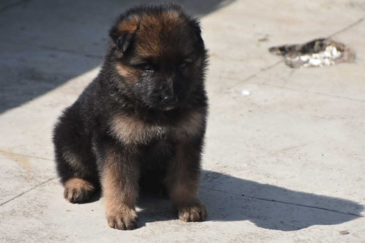 German Shepherd For Sale In Bhagalpur