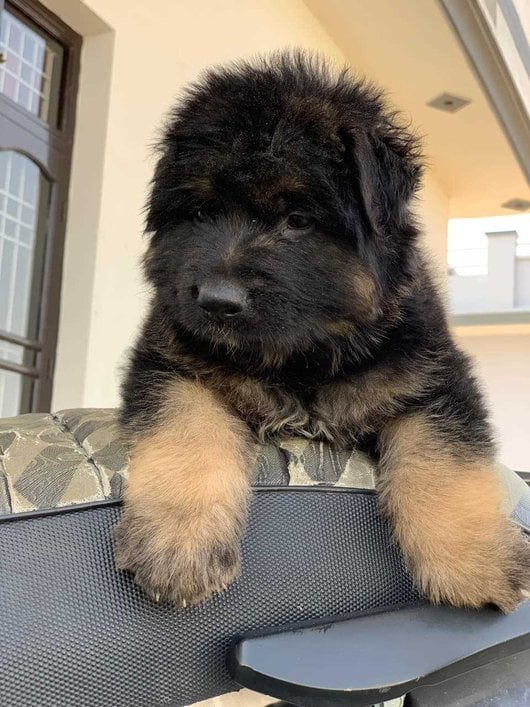 German Shepherd For Sale In Bhagalpur