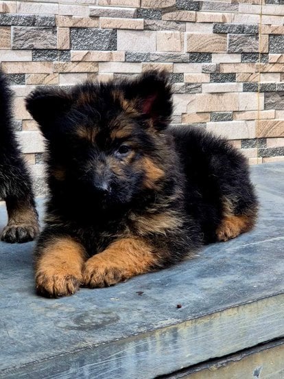 German Shepherd For Sale In Bhagalpur