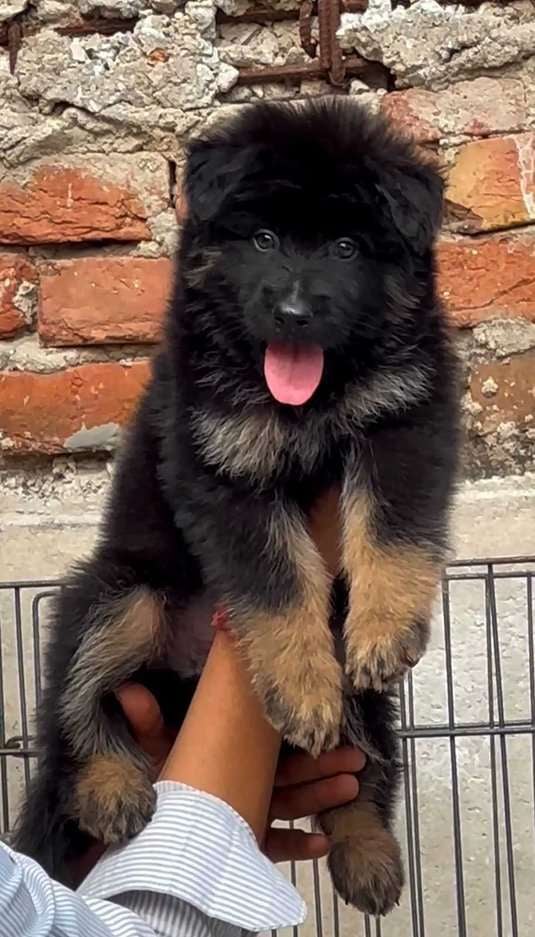 German Shepherd For Sale In Bhagalpur