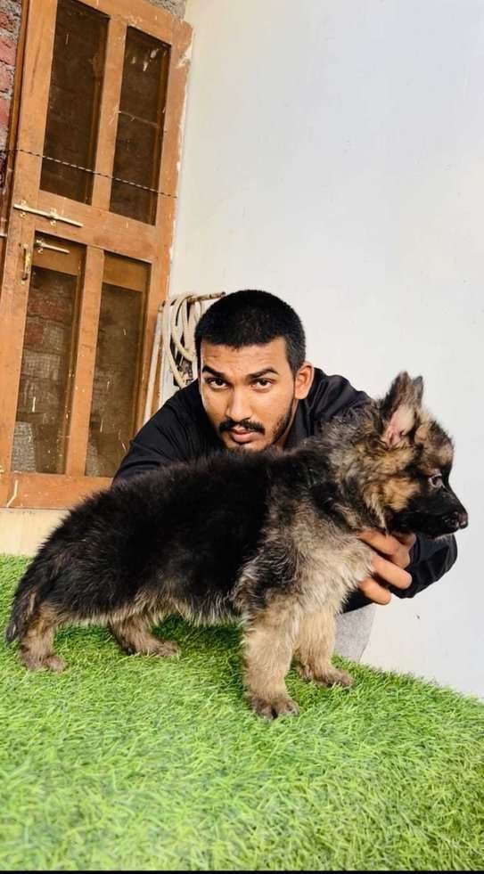 German Shepherd For Sale In Bhagalpur