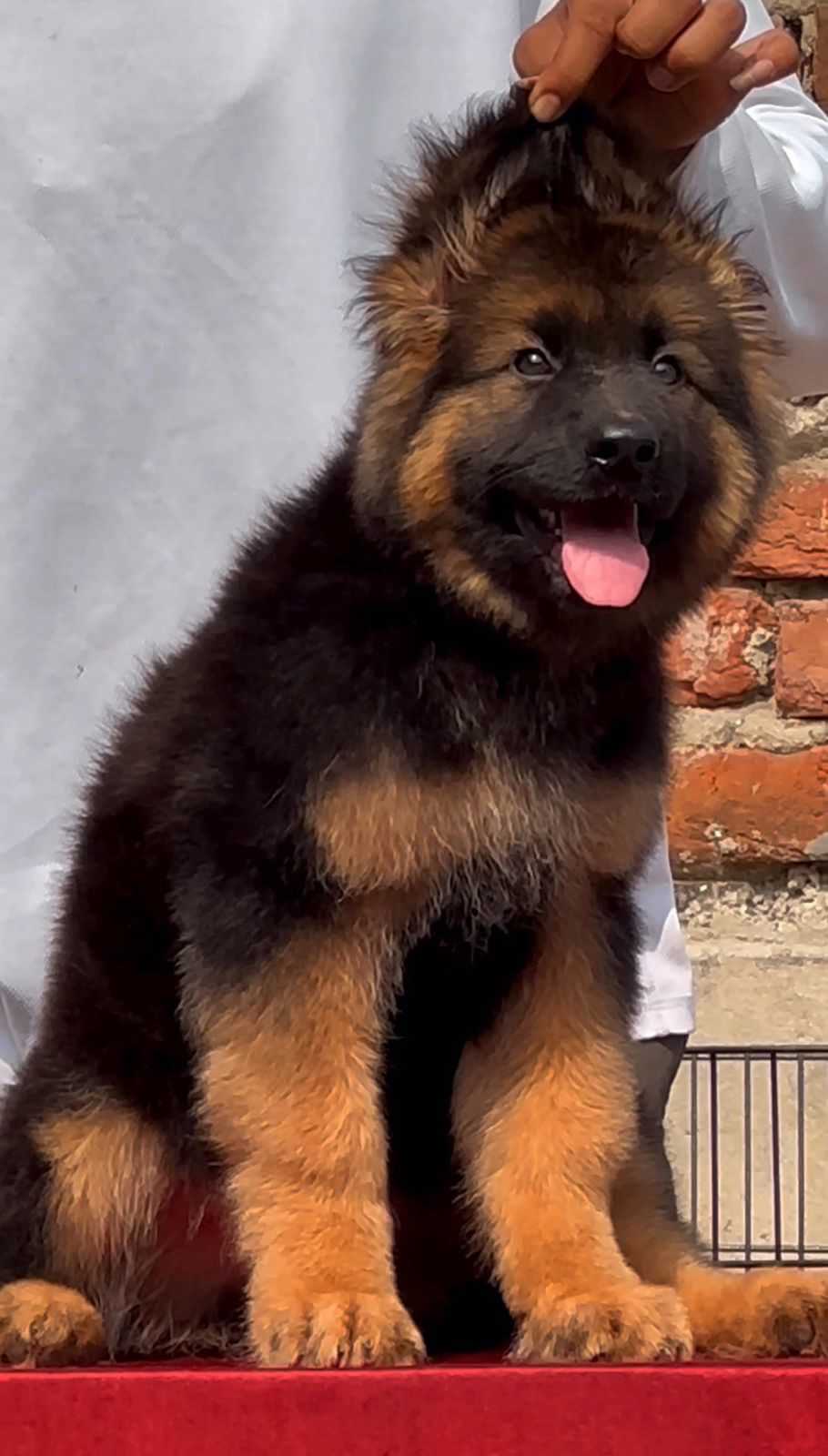German Shepherd For Sale In Bhagalpur