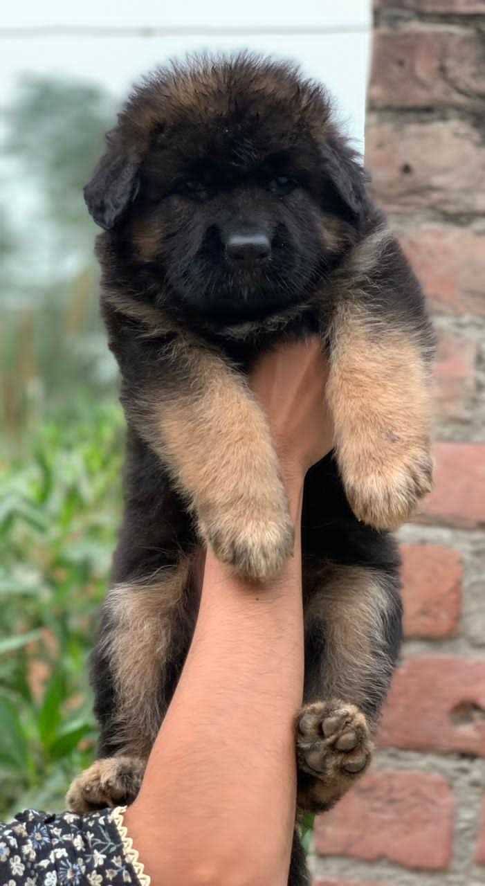 German Shepherd For Sale In Bhagalpur