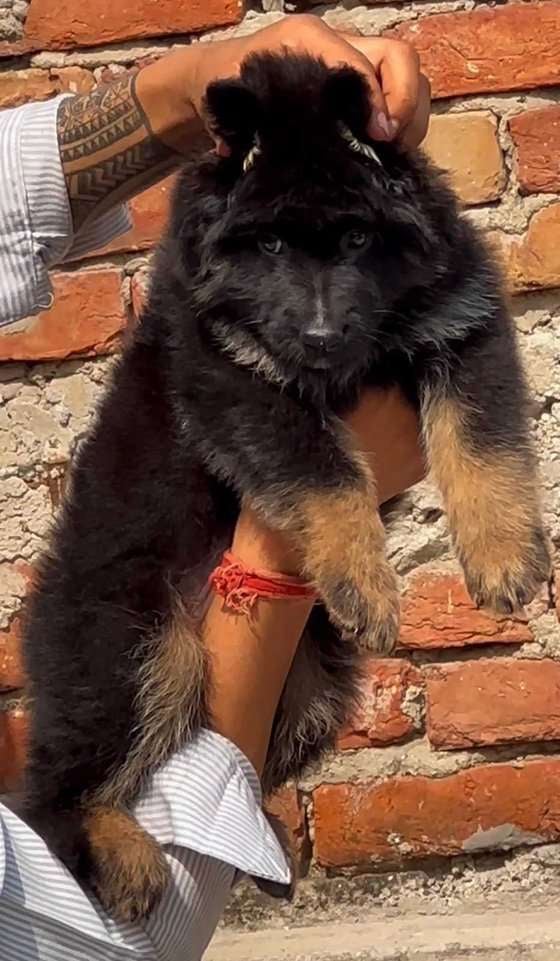 German Shepherd For Sale In Bhagalpur