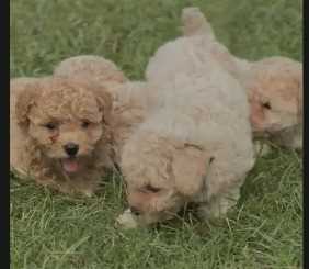 Poodle For Sale In Chennai